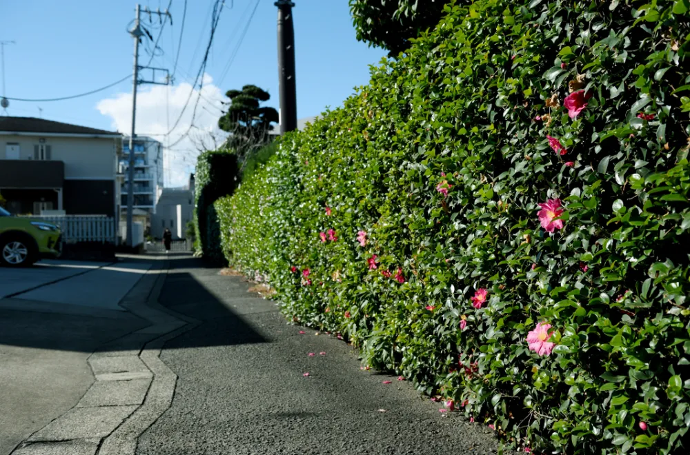 川和菜の花畑周辺の街並み